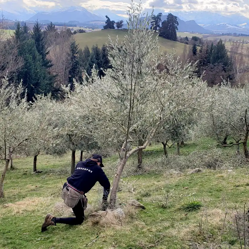 orchard work pruning by greenfox in wanaka