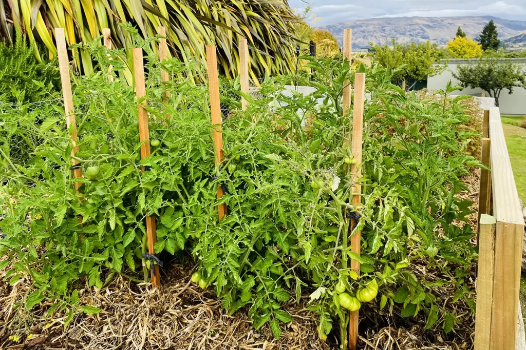 edible vegetable gardens by greenfox in wanaka