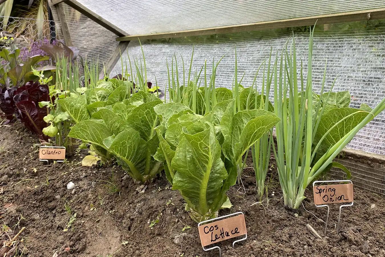 vegetable garden maintained by greenfox wanaka