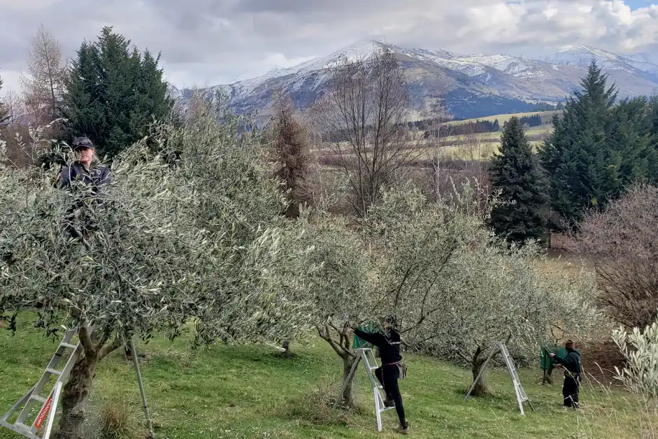 orchardwork by greenfox in otago area